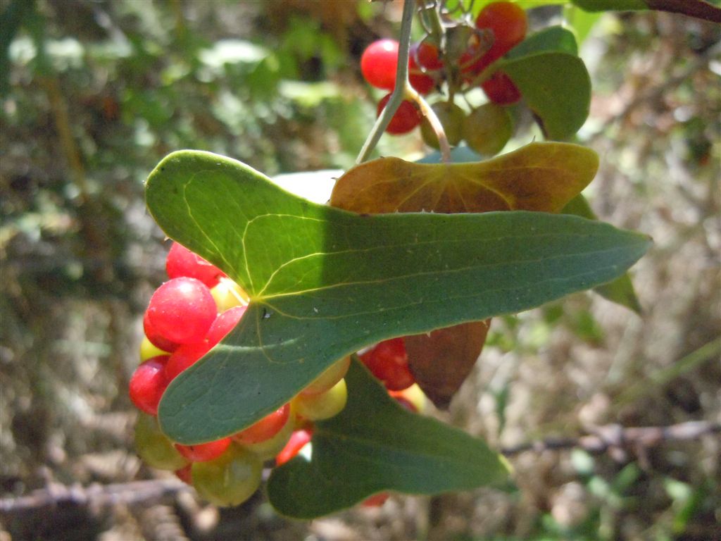 Pianta rampicante con frutti - Smilax aspera